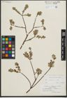Foto von Salix repens subsp. repens L.